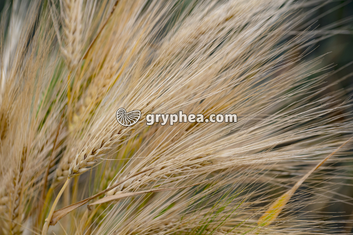 Orge (Hordeum vulgare, Poaceae) - gryphea.org